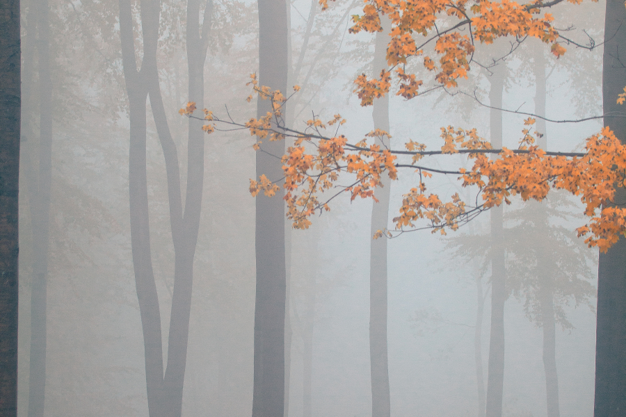 Die Flora in Bieszczady